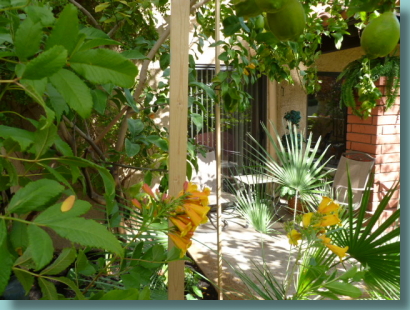 View of the patio